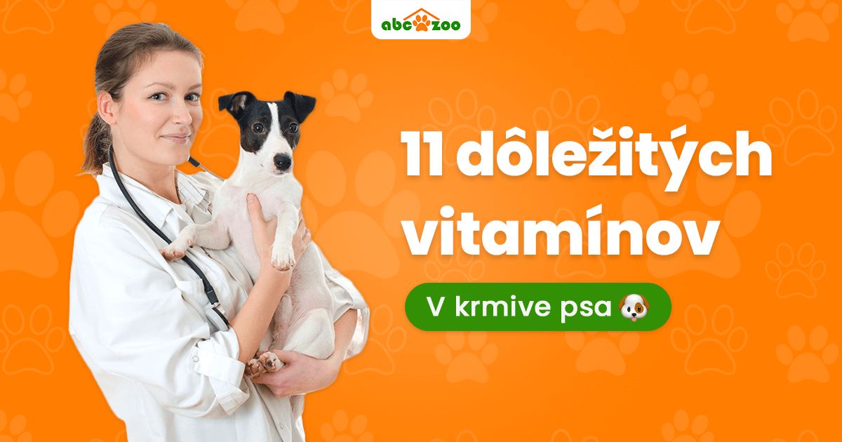 11 vitamínov, ktoré nesmú chýbať v krmive pre psa