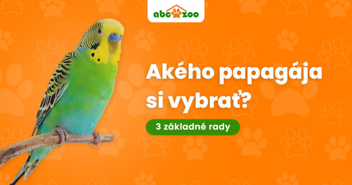 Akého papagája si vybrať za domáce zvieratko? 