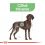 Royal Canin Maxi Digestive Care granule pre veľké psy s citlivým trávením 2 x 12 kg