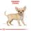ROYAL CANIN Chihuahua Puppy granule pre šteňa čivavy 500 g