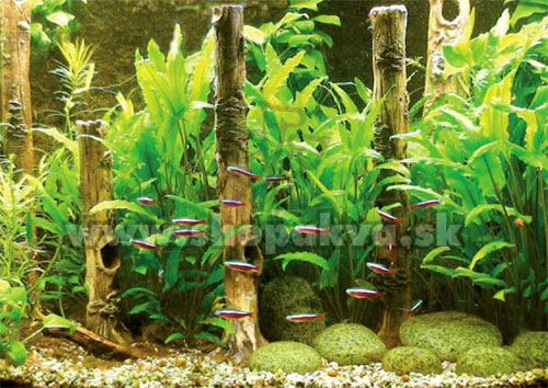 Akvarium s dekoraciou Bambusovy kmeň